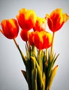 Spring has come, open your soul to her!Â Tulips on a gray background. Royalty Free Stock Photo